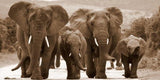 Africa Elephants Canvas Painting AlansiHouse 30x60cm No Frame NP240 
