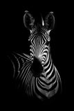 Africa Wild Animals Black White Canvas Painting AlansiHouse 60x80 cm no frame 1 zebra 
