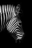 Africa Wild Animals Black White Canvas Painting AlansiHouse 60x80 cm no frame 2 zebra 