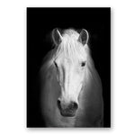 Africa Wild Animals Black White Canvas Painting AlansiHouse 60x80 cm no frame horse 