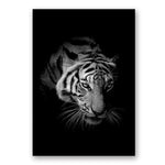 Africa Wild Animals Black White Canvas Painting AlansiHouse 60x80 cm no frame tiger 