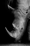 Africa Wild Animals Black White Canvas Painting AlansiHouse 60x90cm no frame rhinoceros 