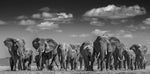 Large Modern African Elephants Canvas Painting AlansiHouse 70x140cm No Frame NP62 