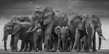 Large Modern African Elephants Canvas Painting AlansiHouse 70x140cm No Frame NP63 